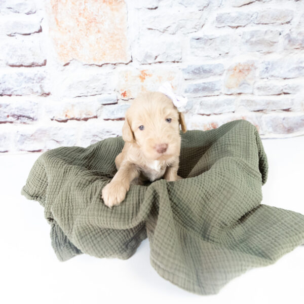 Winnie - Image 2