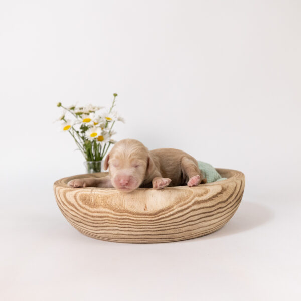 Winnie - Image 3