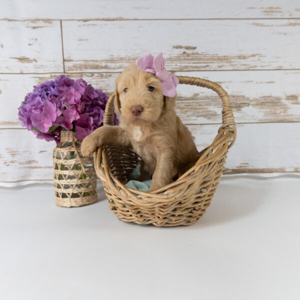Winnie