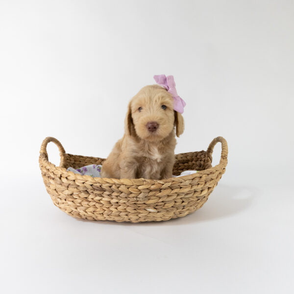 Winnie - Image 2