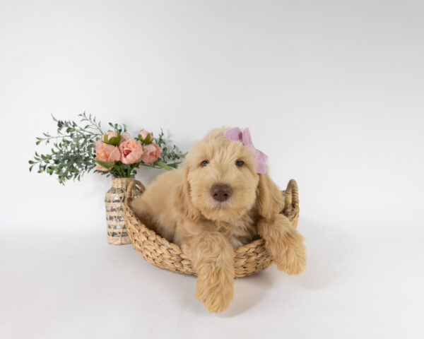 Winnie - Image 2