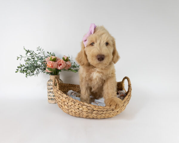 Winnie
