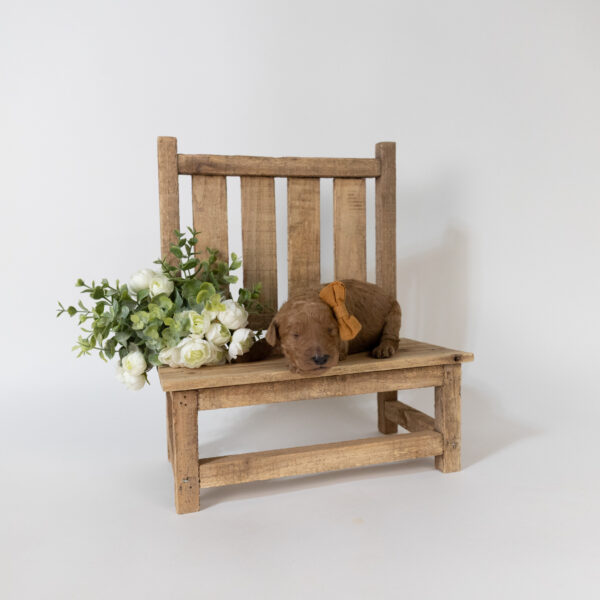 Cleo - Image 2
