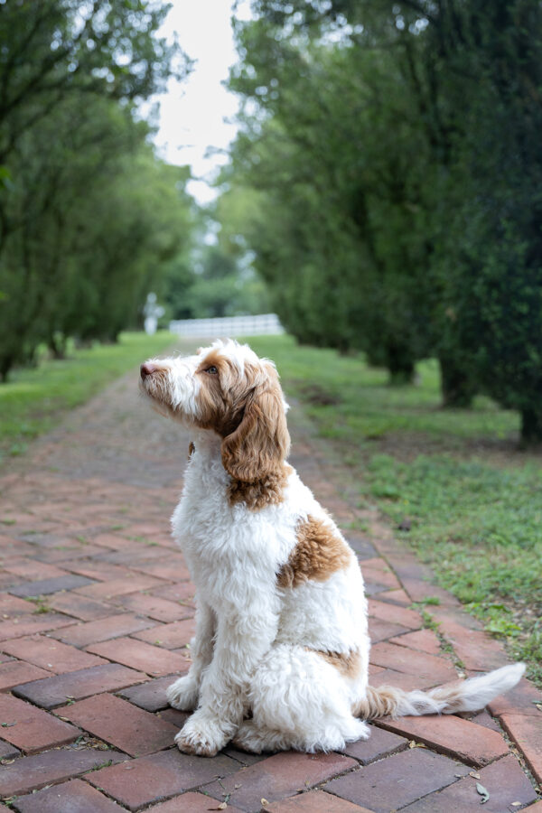 Daisy - Image 2