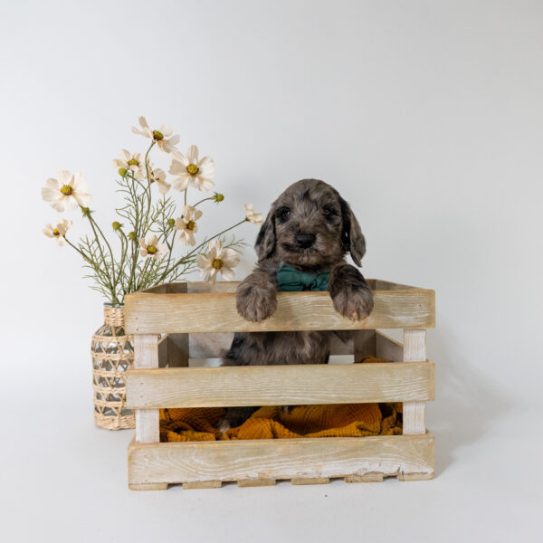 Winston - Image 2