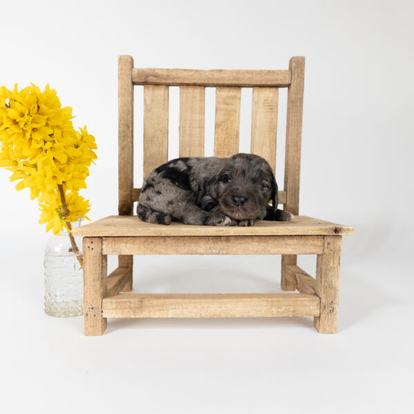 Winston - Image 6