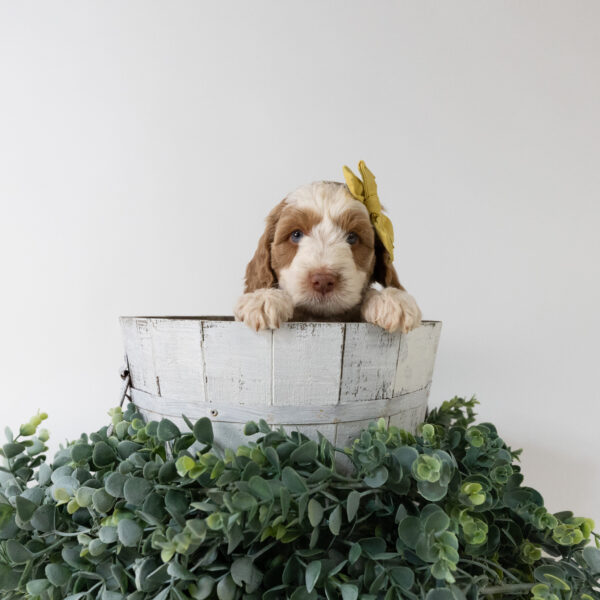 Daisy - Image 6