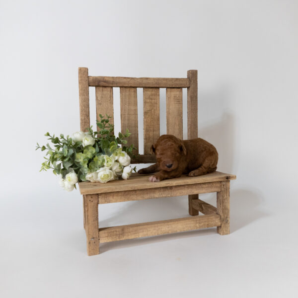 Iago - Image 4