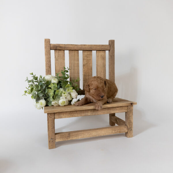 Tripp - Image 2