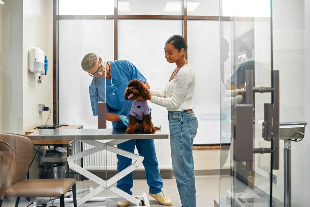 Vet working on a doodle dog