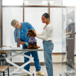 Vet working on a doodle dog