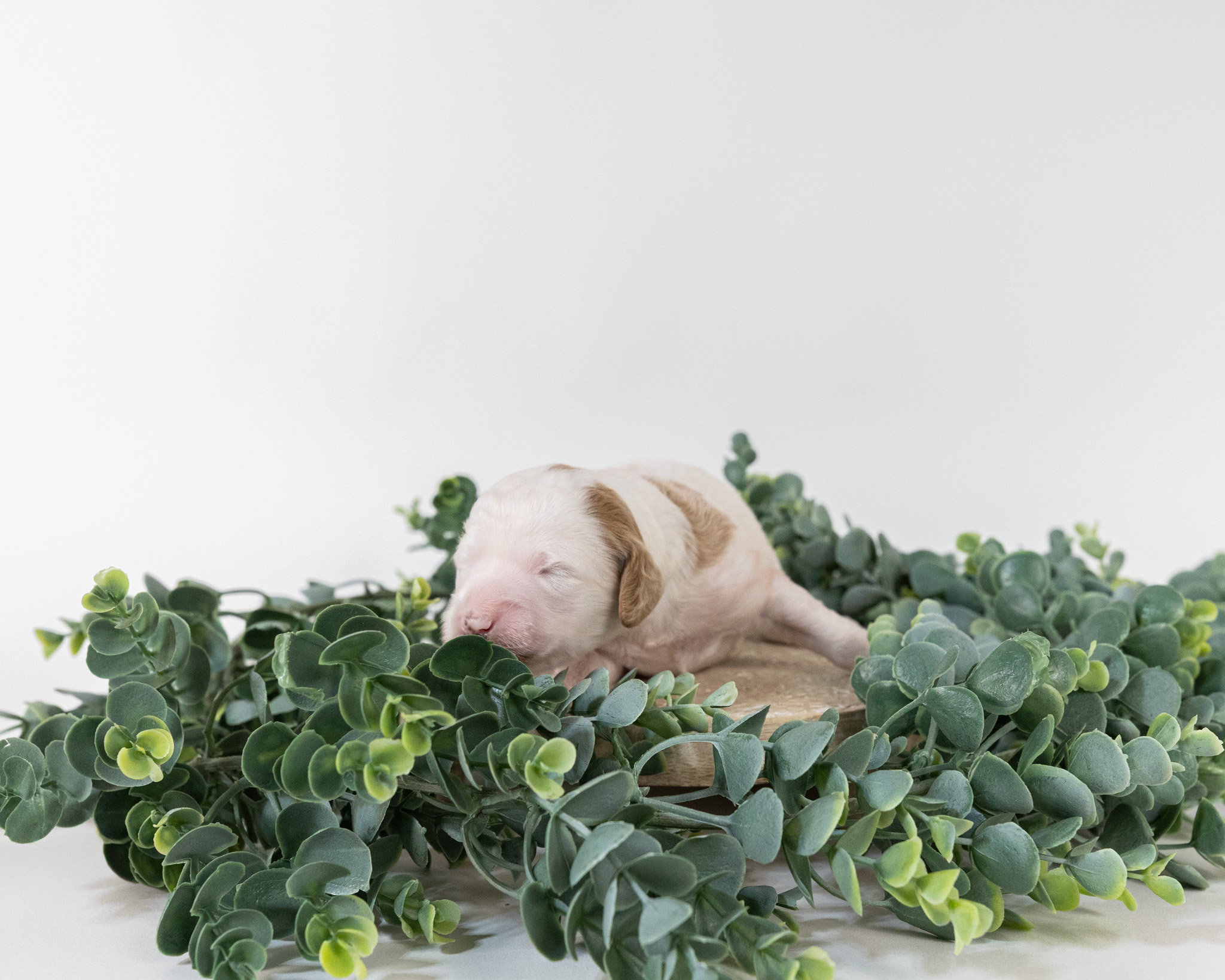Winnifred's Litter