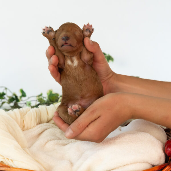 Bentley - Image 4