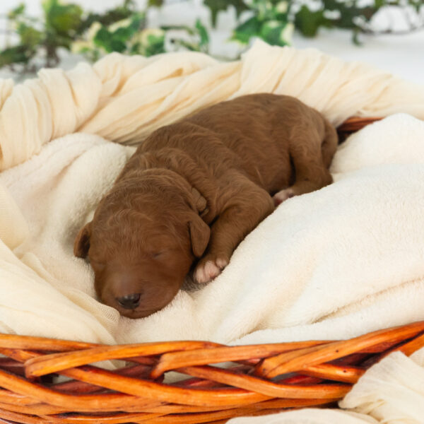 Bentley - Image 3