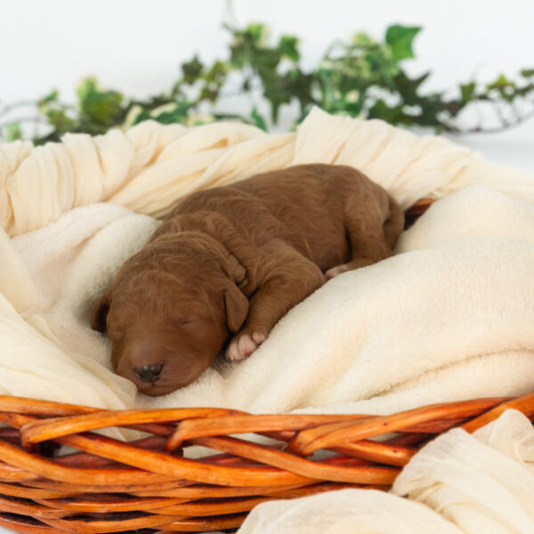 Bentley