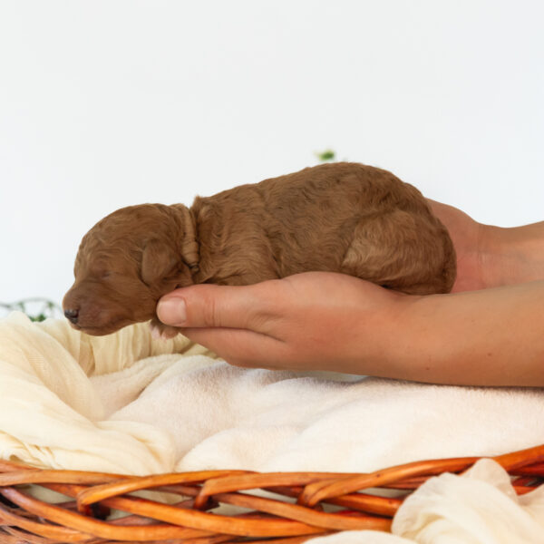 Bentley - Image 5