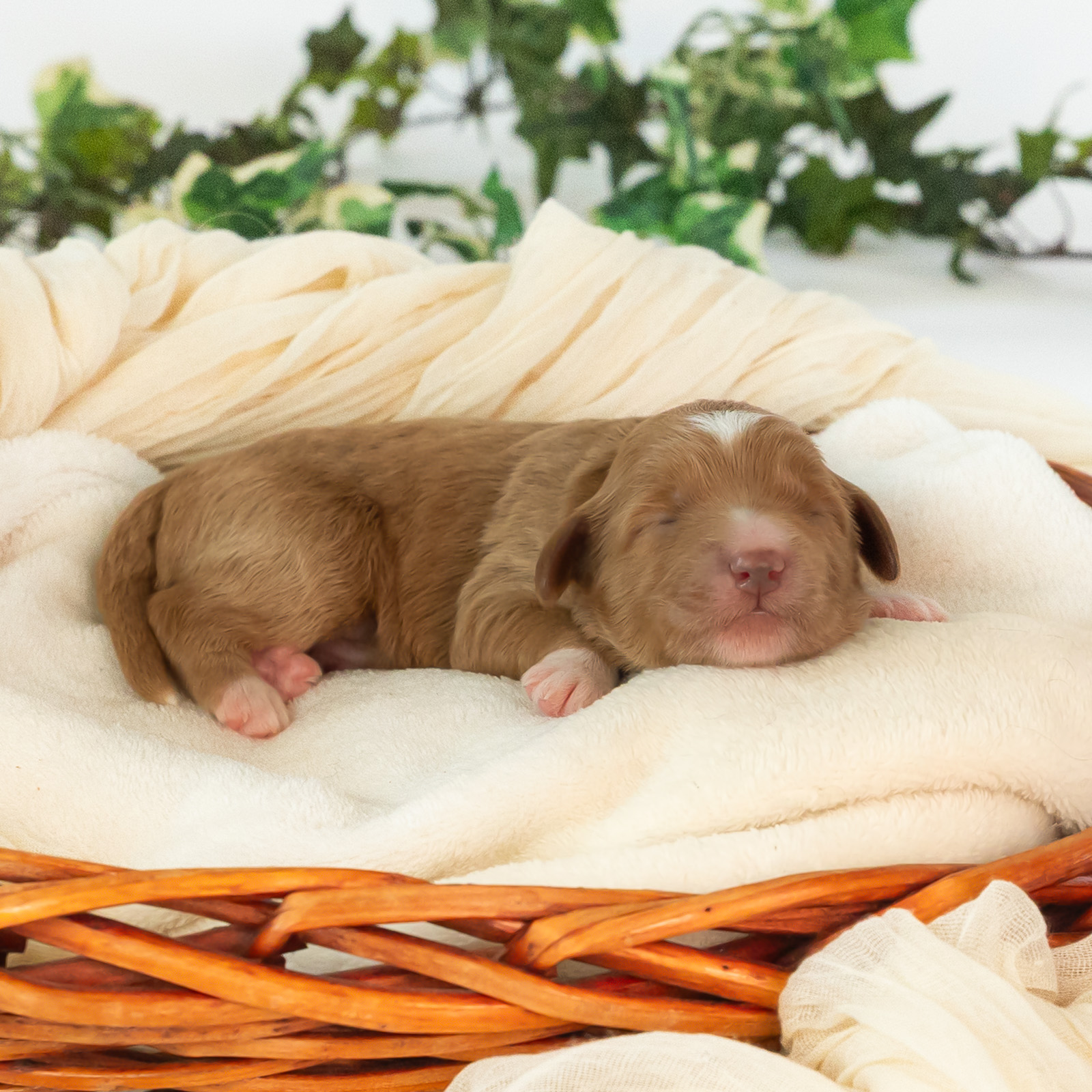 Antigone's Litter