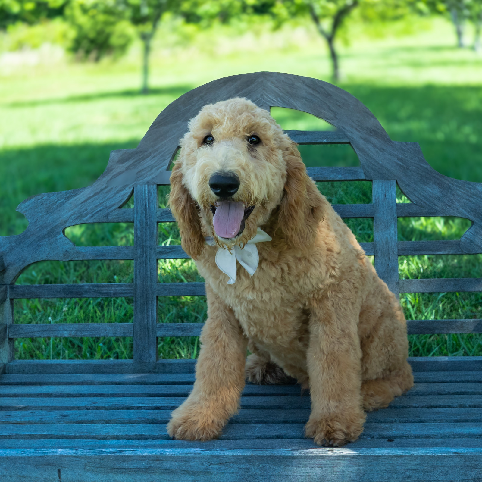 PUPPIES ON SALE