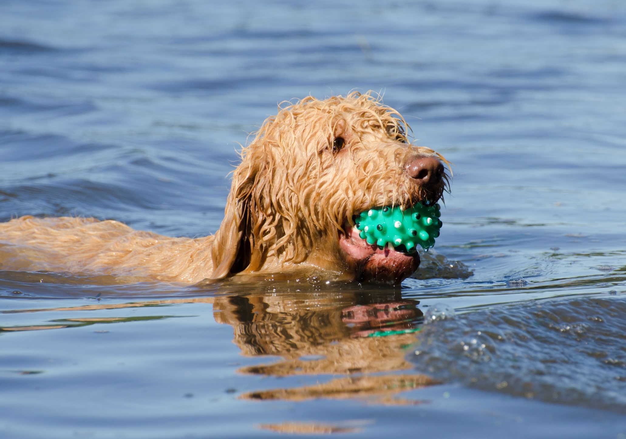 Benefits of Dog Agility Training