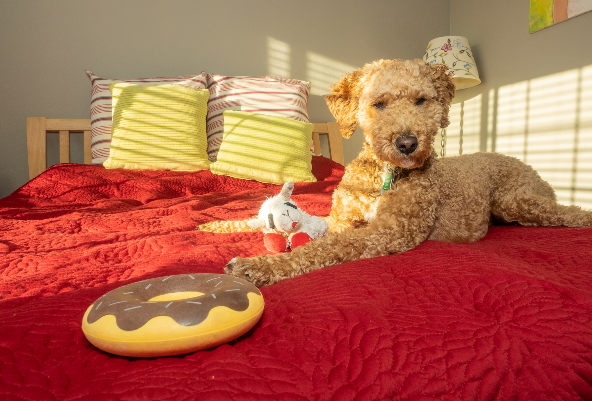 Benefits of a Puzzle Toy for Labradoodles