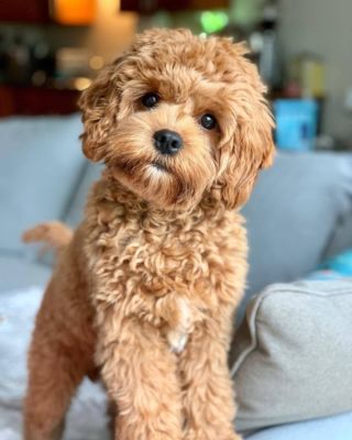 Let your dog watch you hide the treats - Cavapoo