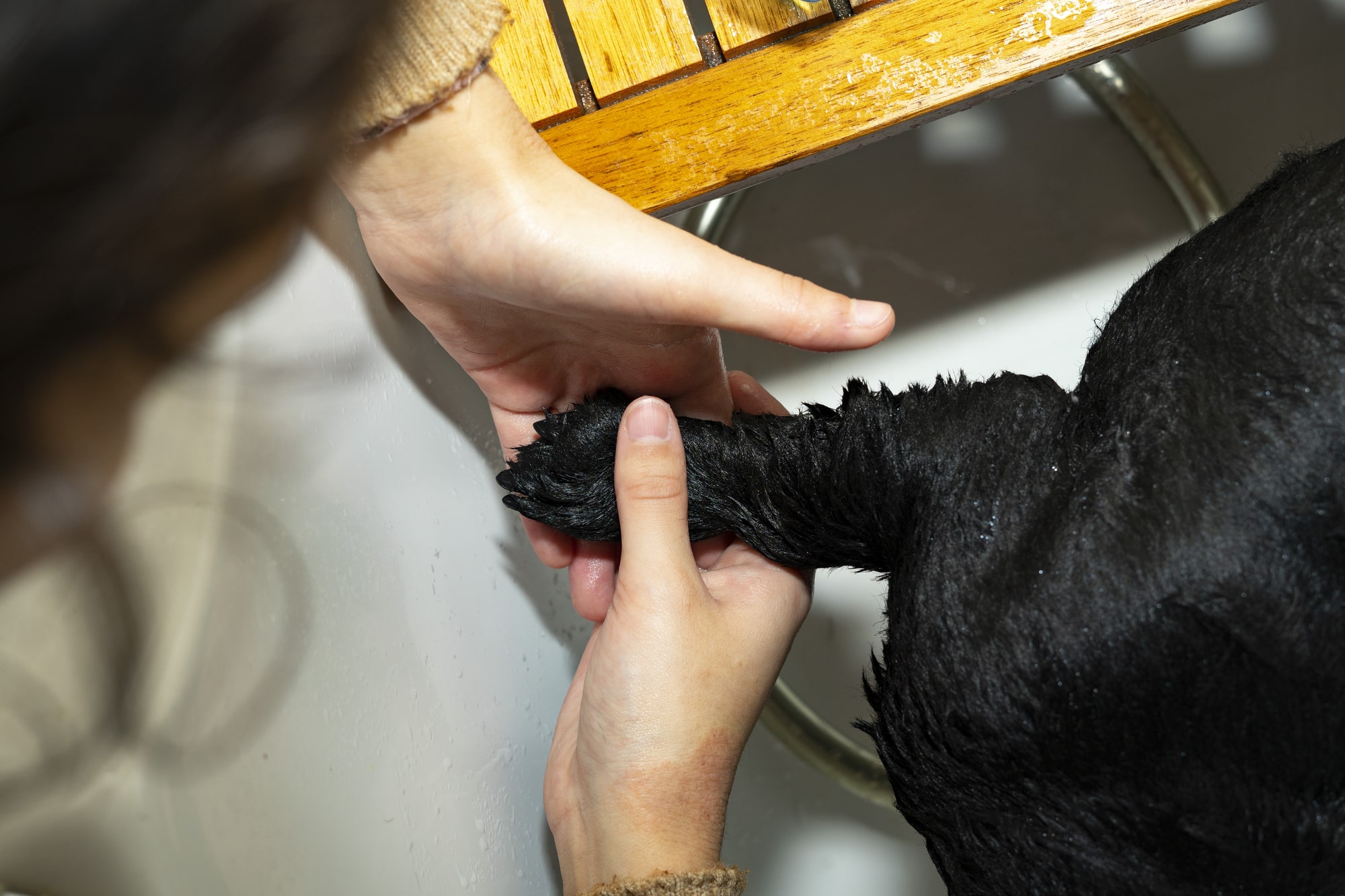 Cleaning Your Dog's Paws