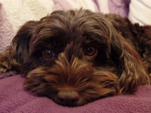 Cockapoo lying down