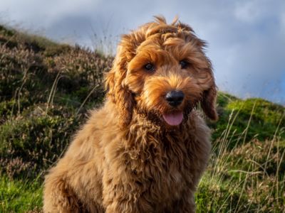 north american cockapoo registry and canine eye registry foundation