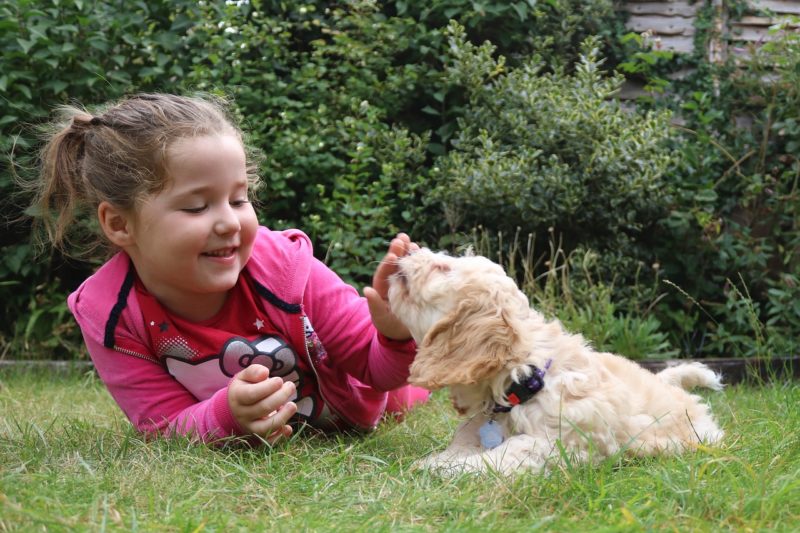 Cockapoo showing his cocker spaniel side personality