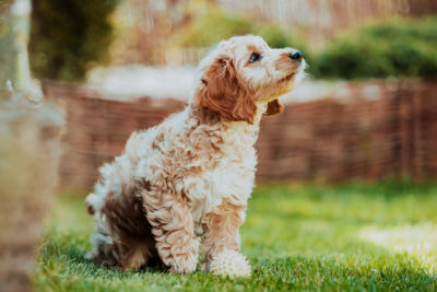 Cockapoos are mixed breeds and are Good family dogs