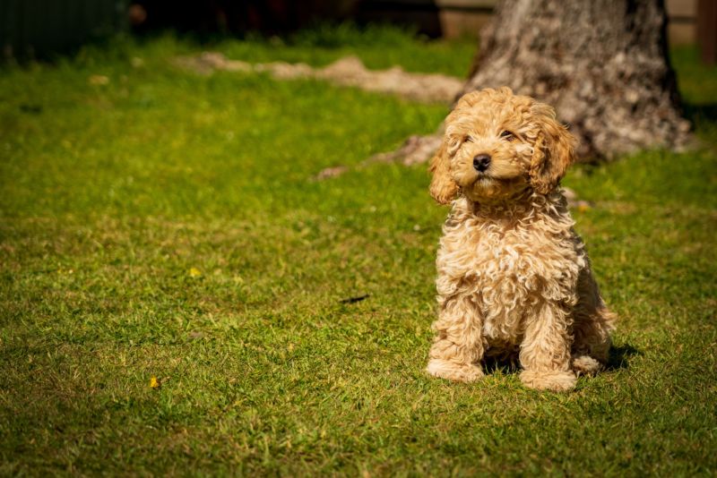 cockapoo coats