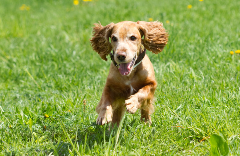 Are cockapoos good family dogs or Friendly dogs