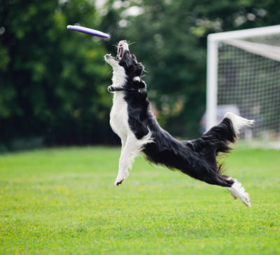 Dog and Exercise