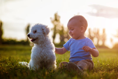 Pet owners letting their baby play with dogs