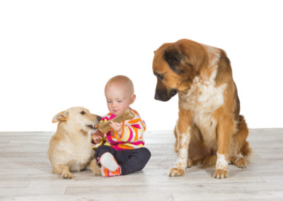 Dog with a baby and other dog