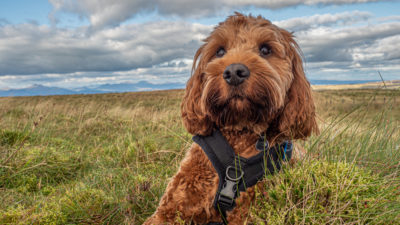 Cockapoo Temperament