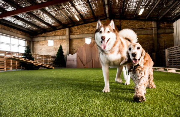 Dogs socializing in indoor park