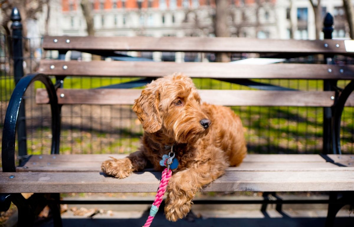 Effective Goldendoodle Puppy Obedience Training Methods