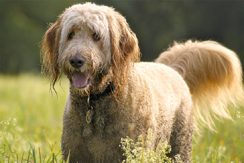 f2 goldendoodle generations