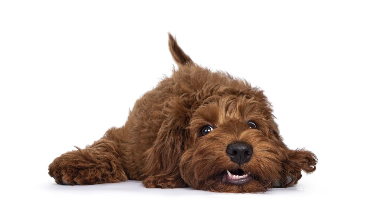 Get a Labradoodle Puppy Today