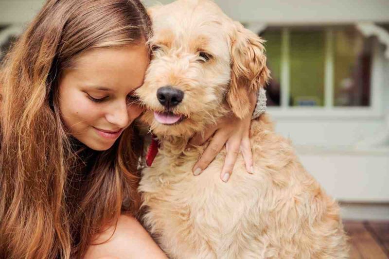 Goldendoodle enjoys a cuddle