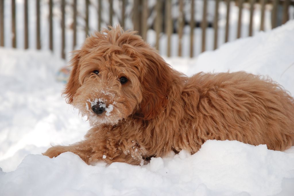 goldendoodle on snow and winter activities for dogs