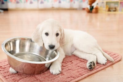 golden retriever puppy lying down near empty feeding bowl