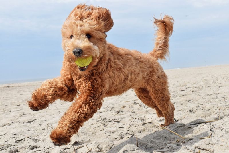 goldendoodle vs cockapoo - puppy palying with a ball