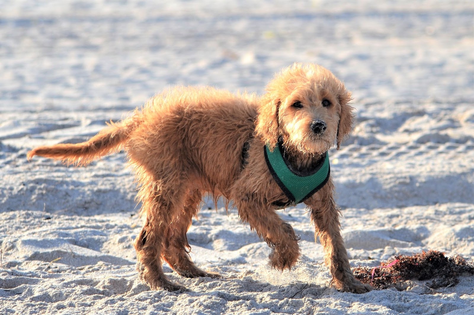 A mini goldendoodle playing in the sand
