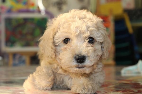 Goldendoodle lying down