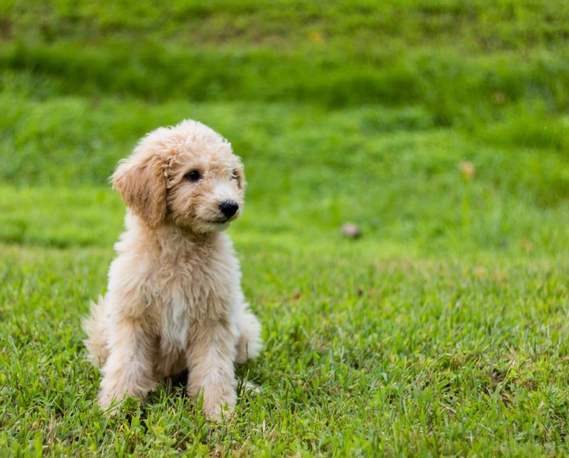 doodles dog breeds may develop separation anxiety - cute puppy sitting on a grass