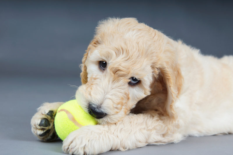 Cute goldendoodle puppy with tennis ball
