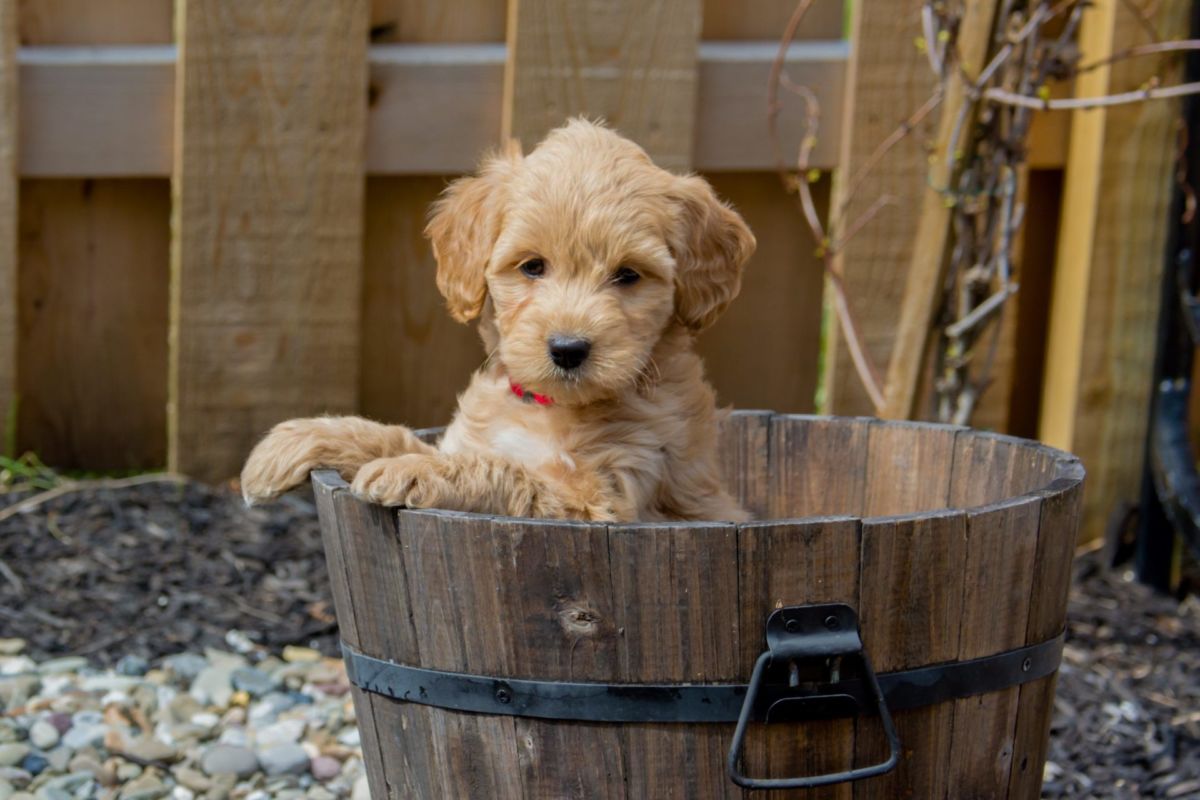 Dog sports can help treat dog's anxiety and help anxious dogs