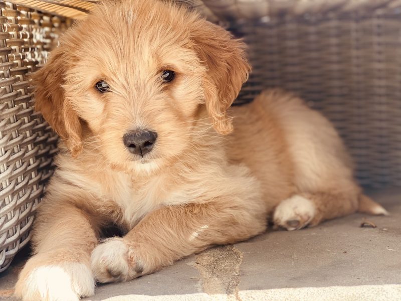 Goldendoodle size comparison - puppy sitting on a basket